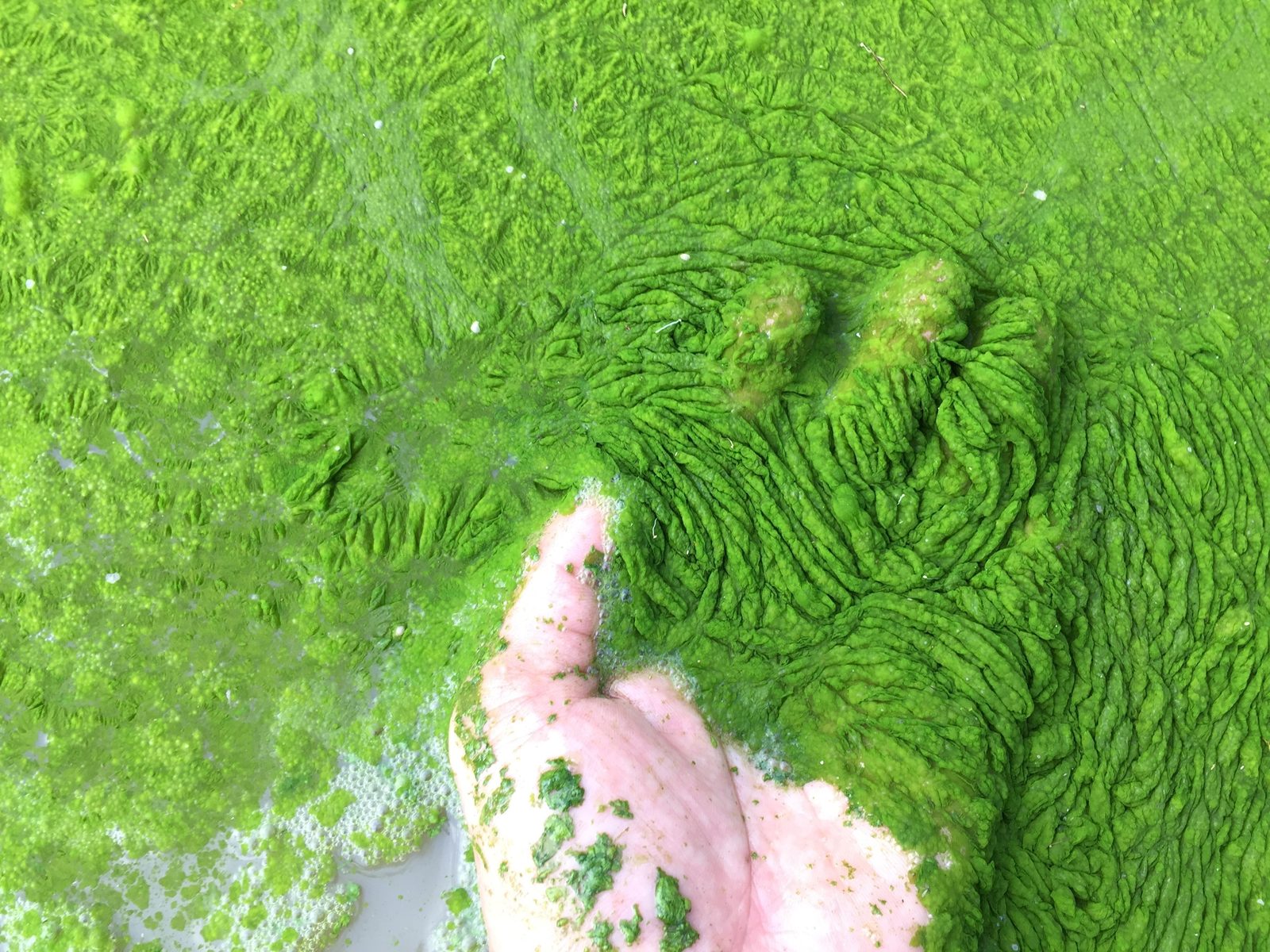 Thick algal growth washed up along the shore of Willard Beach