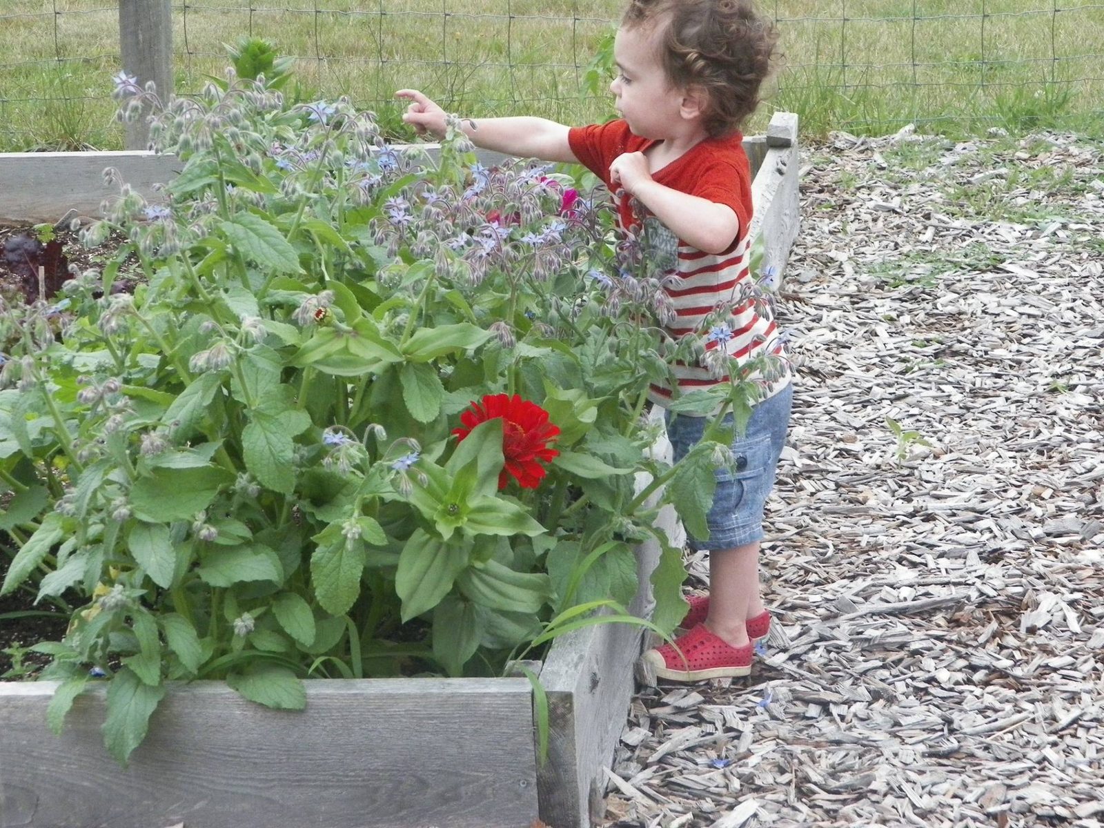 A young child watering a garden planter