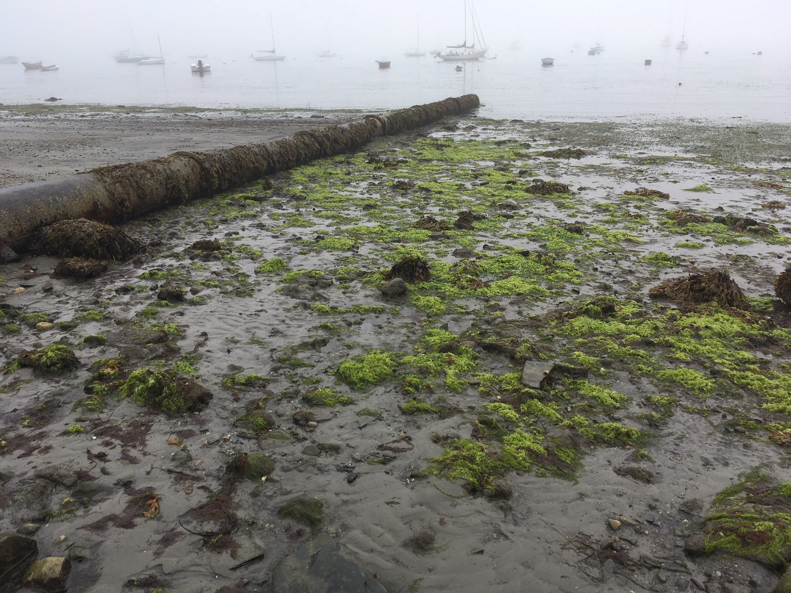 A stormwater outfall pipe on an algae-covered shore on Casco Bay
