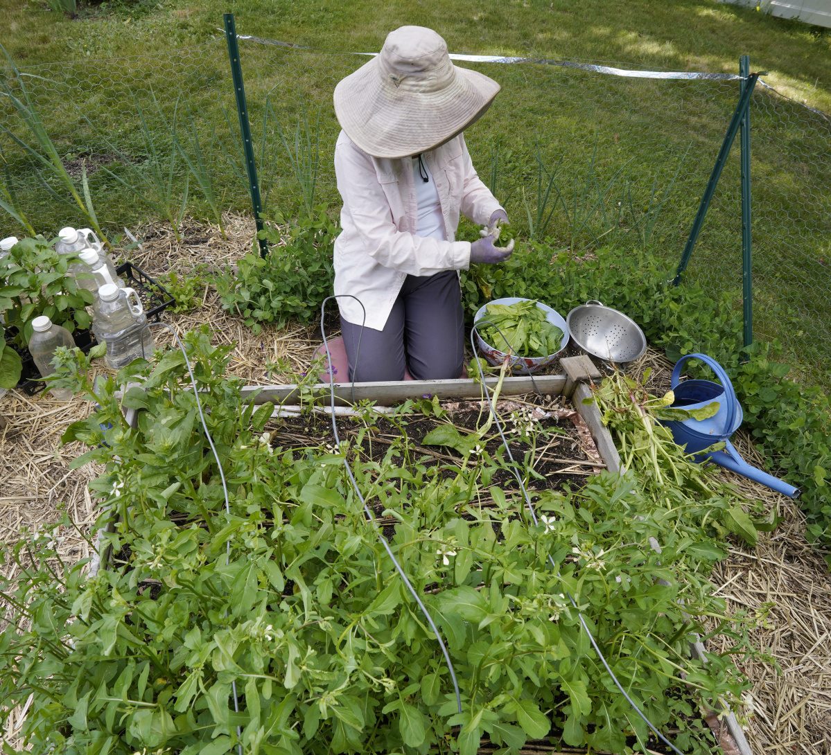 A gardener tending an organic garden plot
