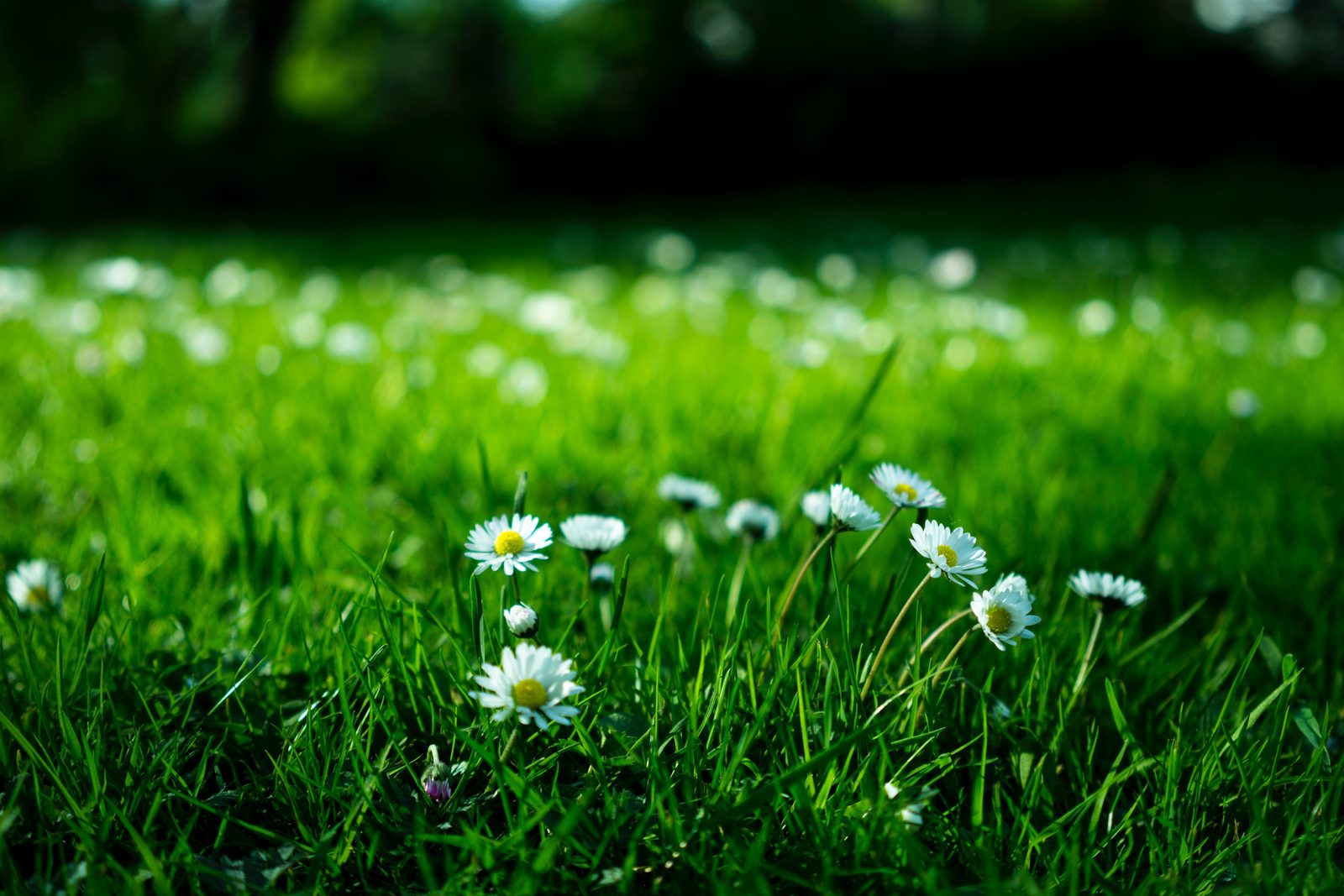 White clover and wildflowers growing in an organic lawn