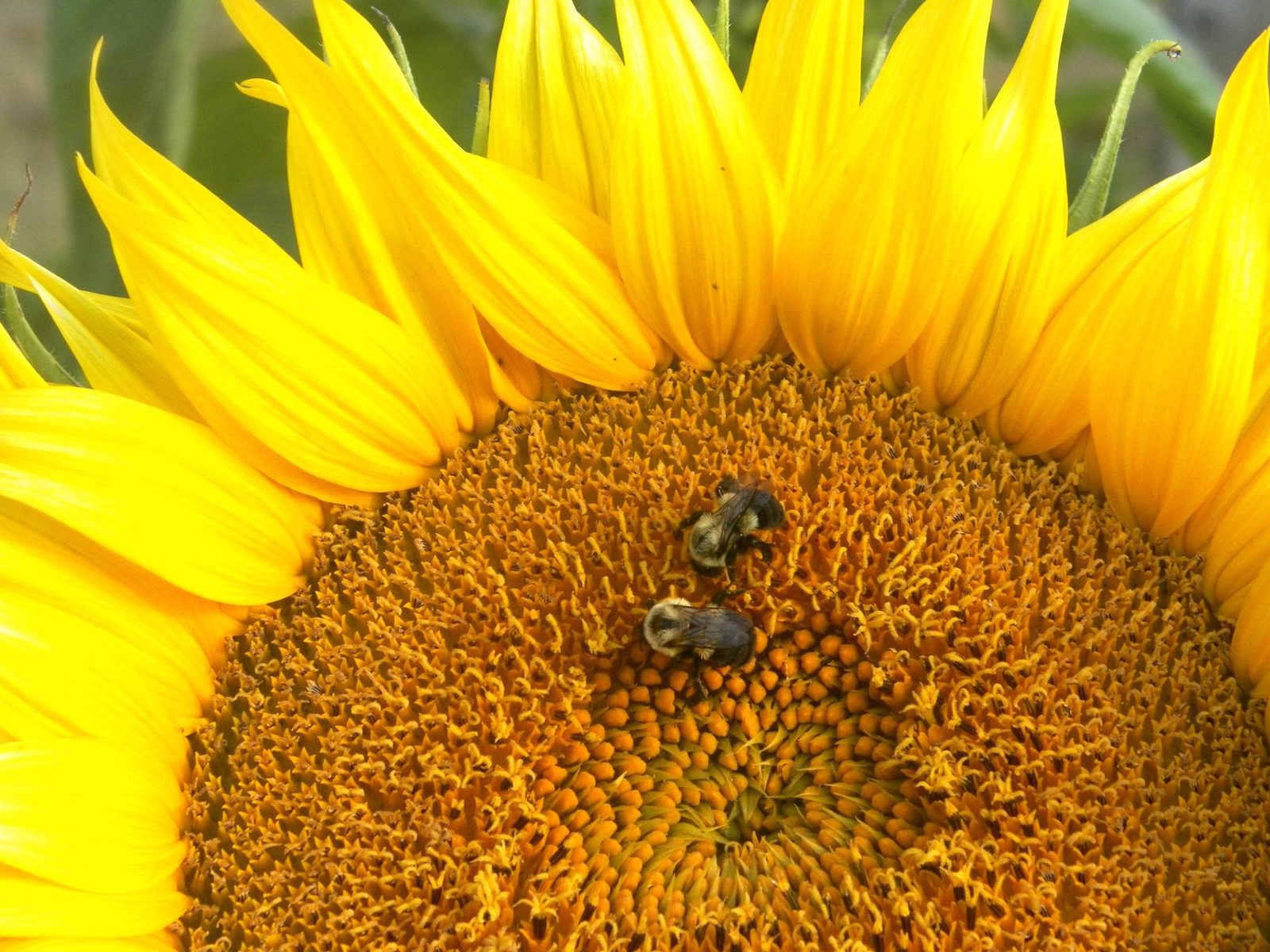 A bee visiting a sunflower